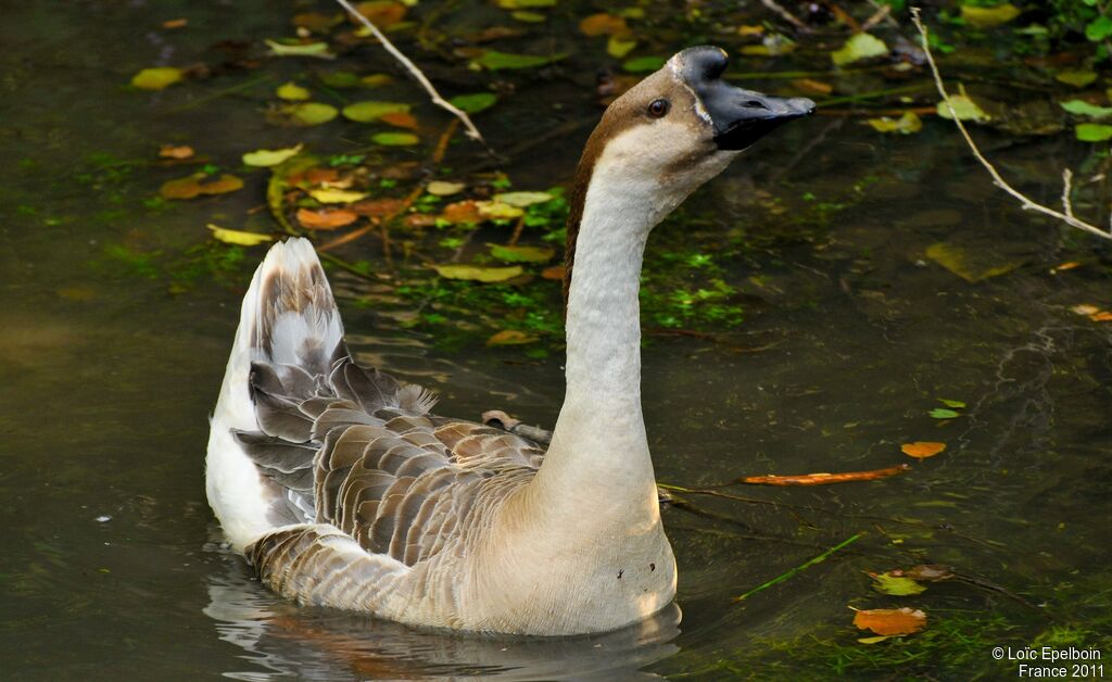 Swan Goose