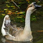 Swan Goose