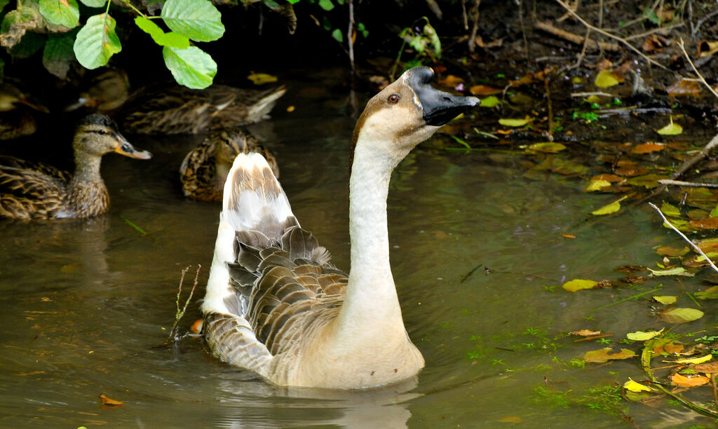 Swan Goose