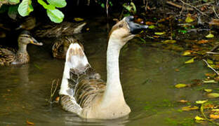 Swan Goose