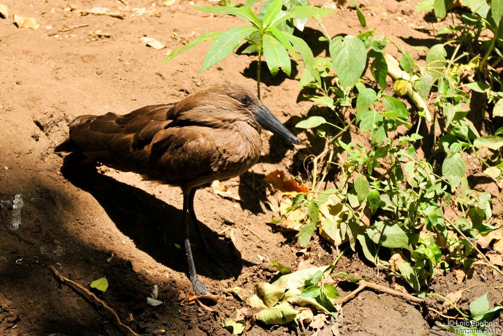 Hamerkop