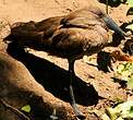 Ombrette africaine