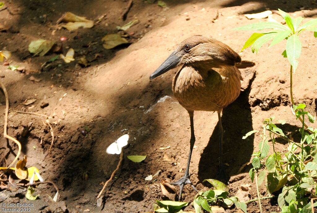 Hamerkop