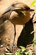 Hamerkop