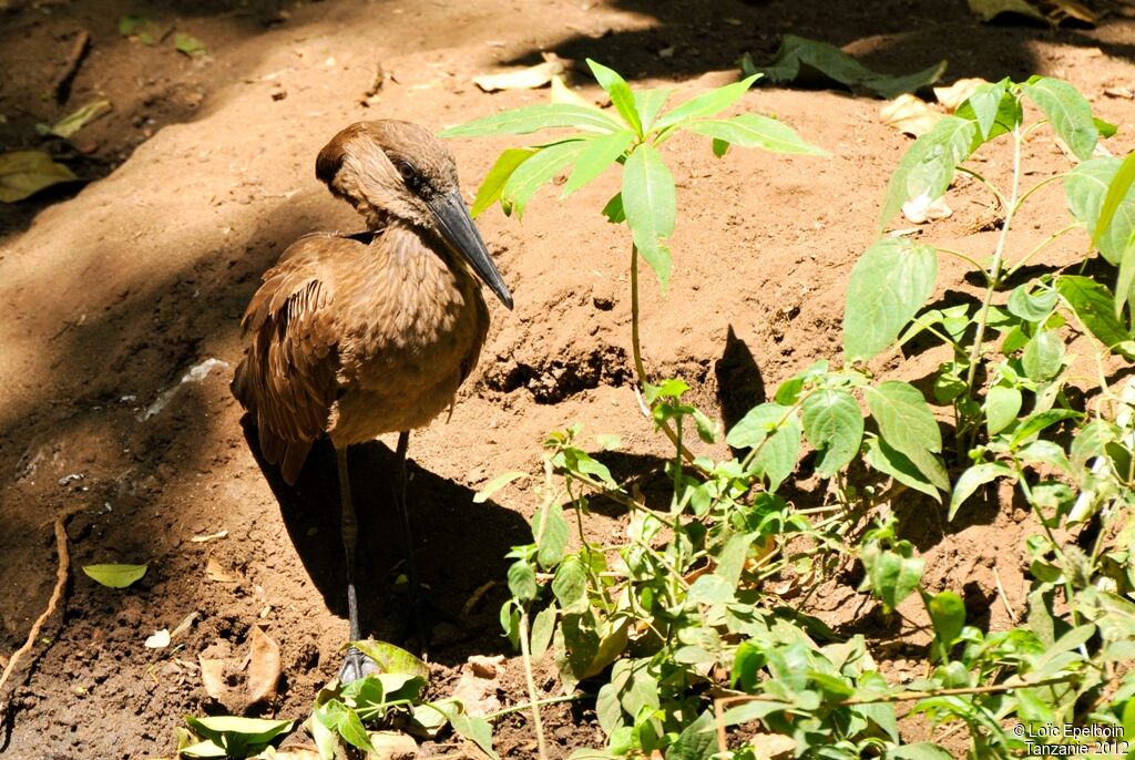 Hamerkop