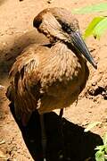 Hamerkop