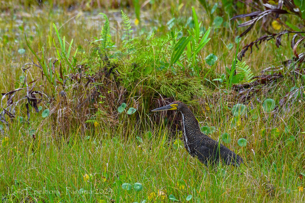Rufescent Tiger Heron