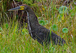 Rufescent Tiger Heron