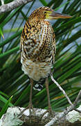 Rufescent Tiger Heron