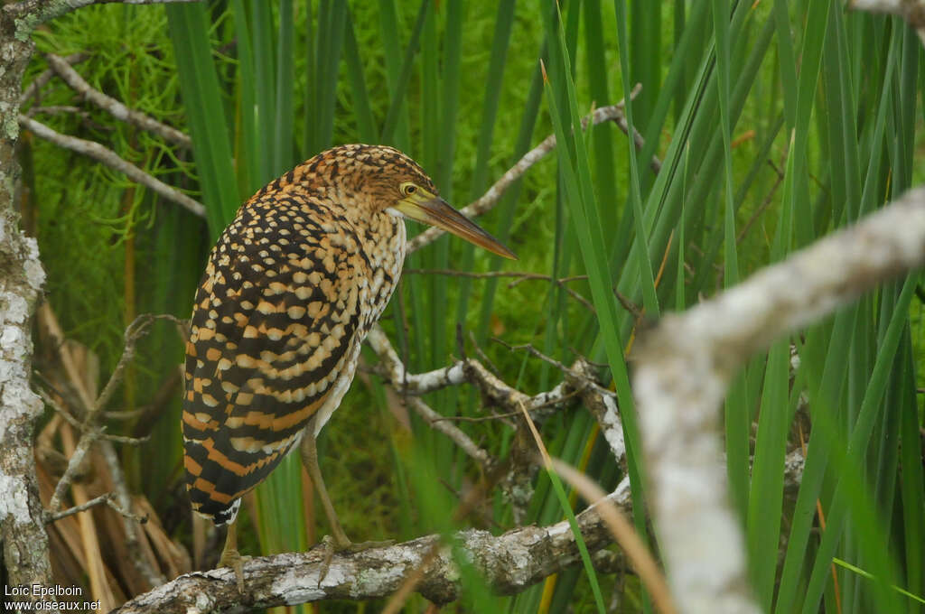 Onoré rayéjuvénile, identification