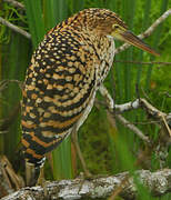 Rufescent Tiger Heron