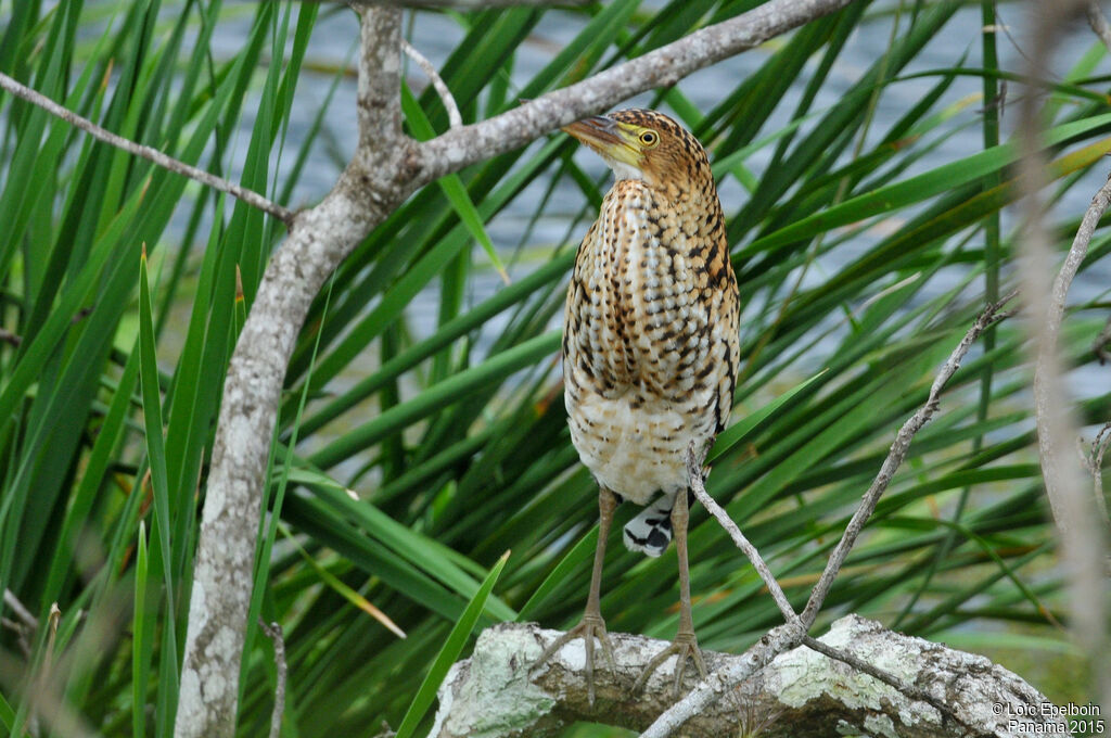 Rufescent Tiger Heron