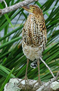 Rufescent Tiger Heron