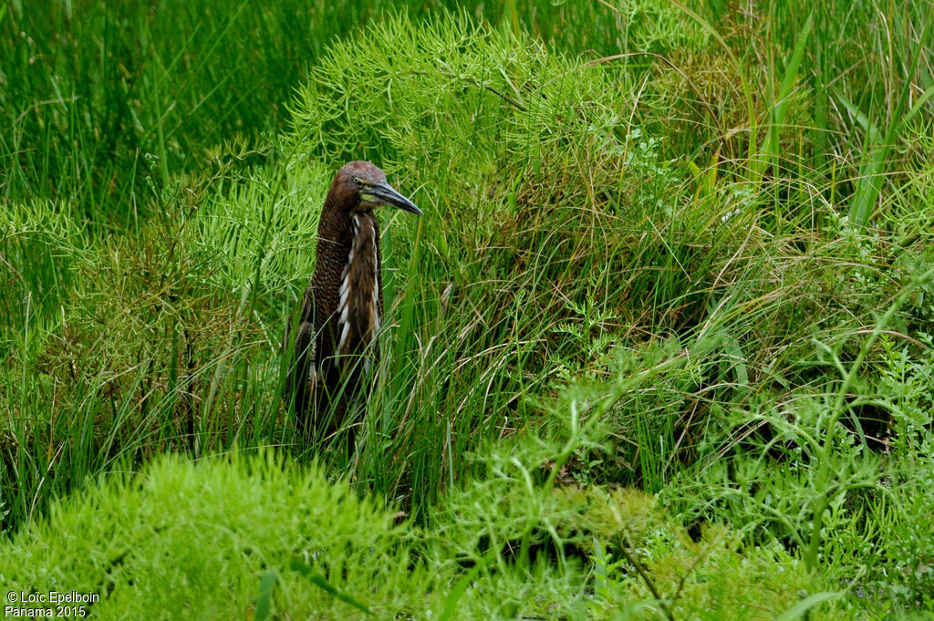 Rufescent Tiger Heron