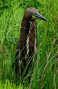 Rufescent Tiger Heron