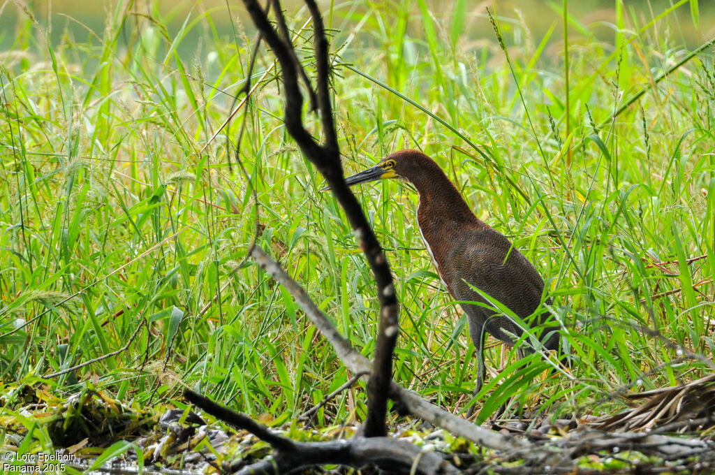 Rufescent Tiger Heron