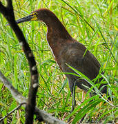 Rufescent Tiger Heron