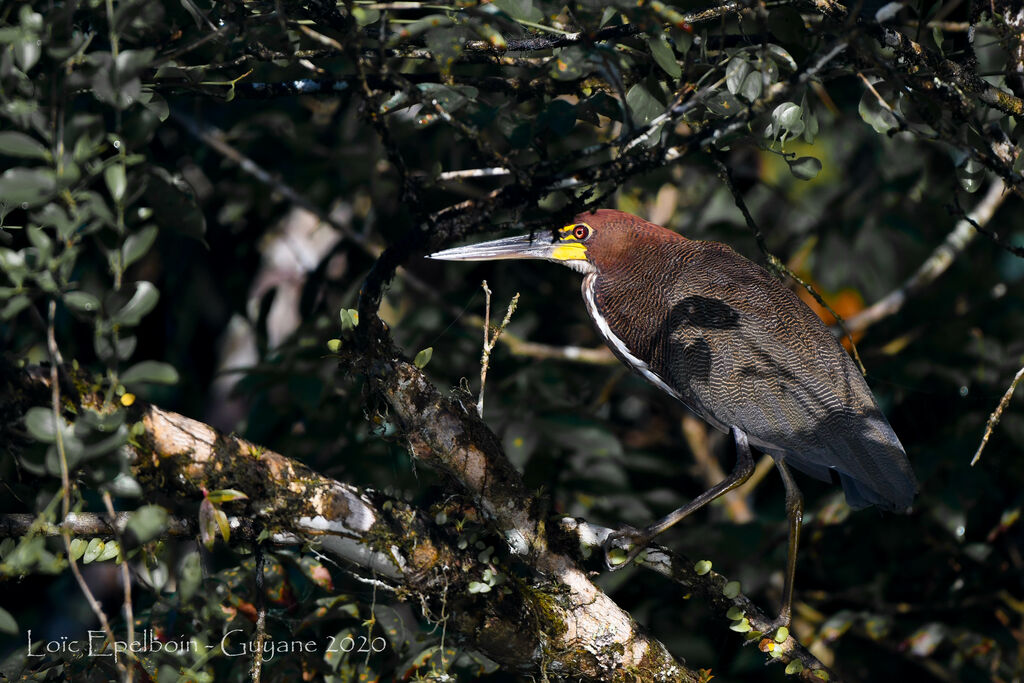 Rufescent Tiger Heron