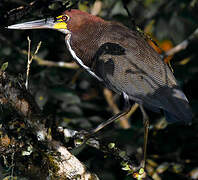 Rufescent Tiger Heron