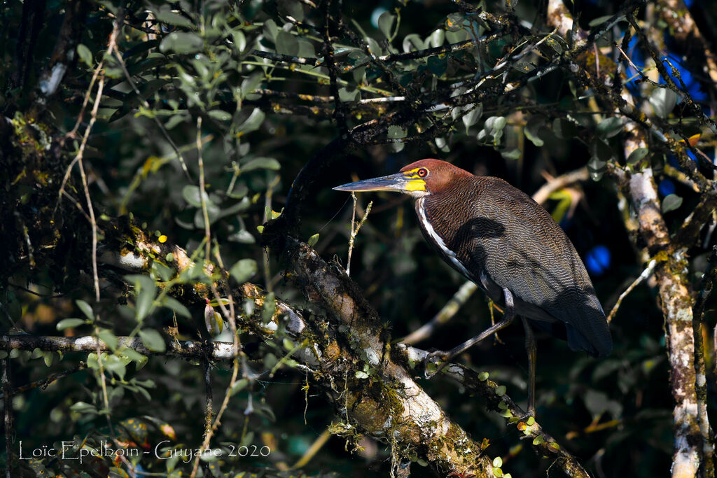 Rufescent Tiger Heron