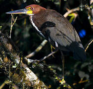 Rufescent Tiger Heron