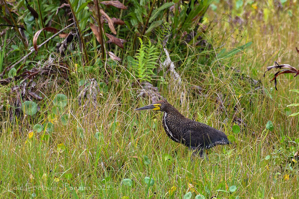 Rufescent Tiger Heron