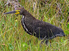 Rufescent Tiger Heron
