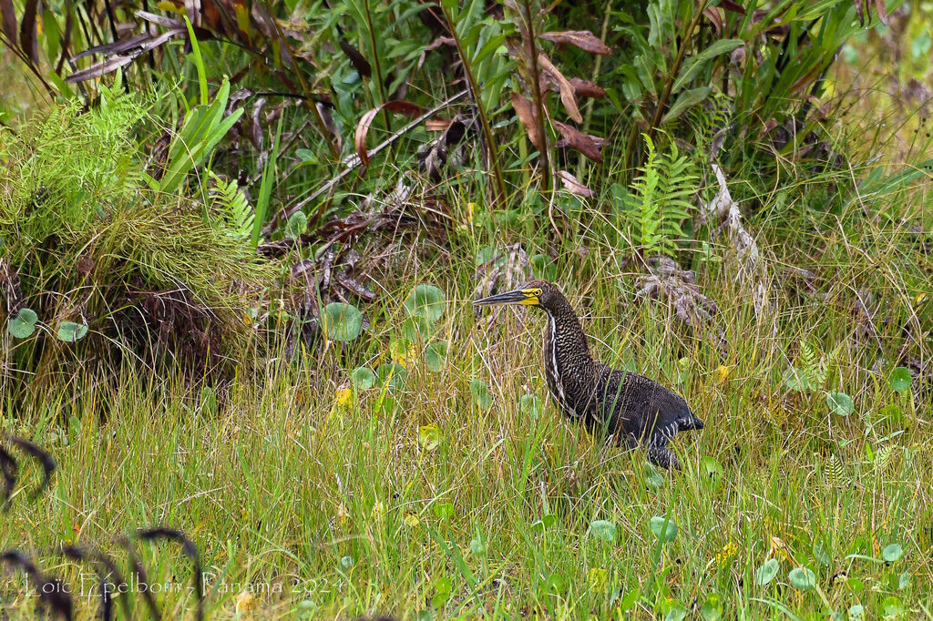 Rufescent Tiger Heron