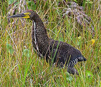 Rufescent Tiger Heron