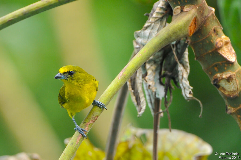 Thick-billed Euphonia