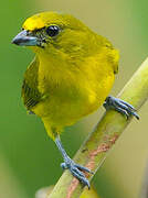 Thick-billed Euphonia