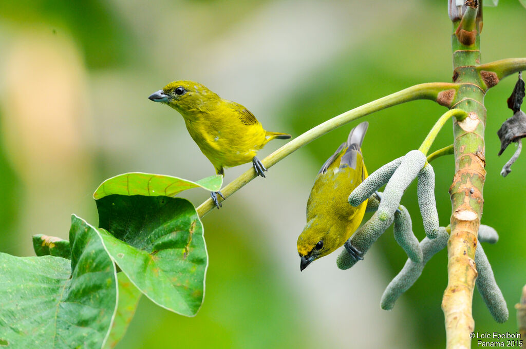 Thick-billed Euphonia