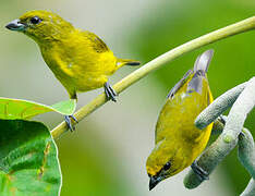 Thick-billed Euphonia