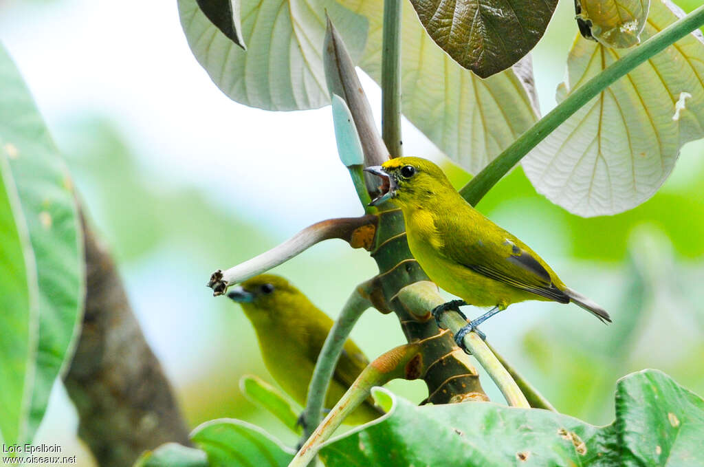 Thick-billed Euphonia male immature, habitat