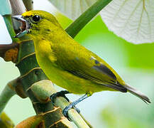 Thick-billed Euphonia