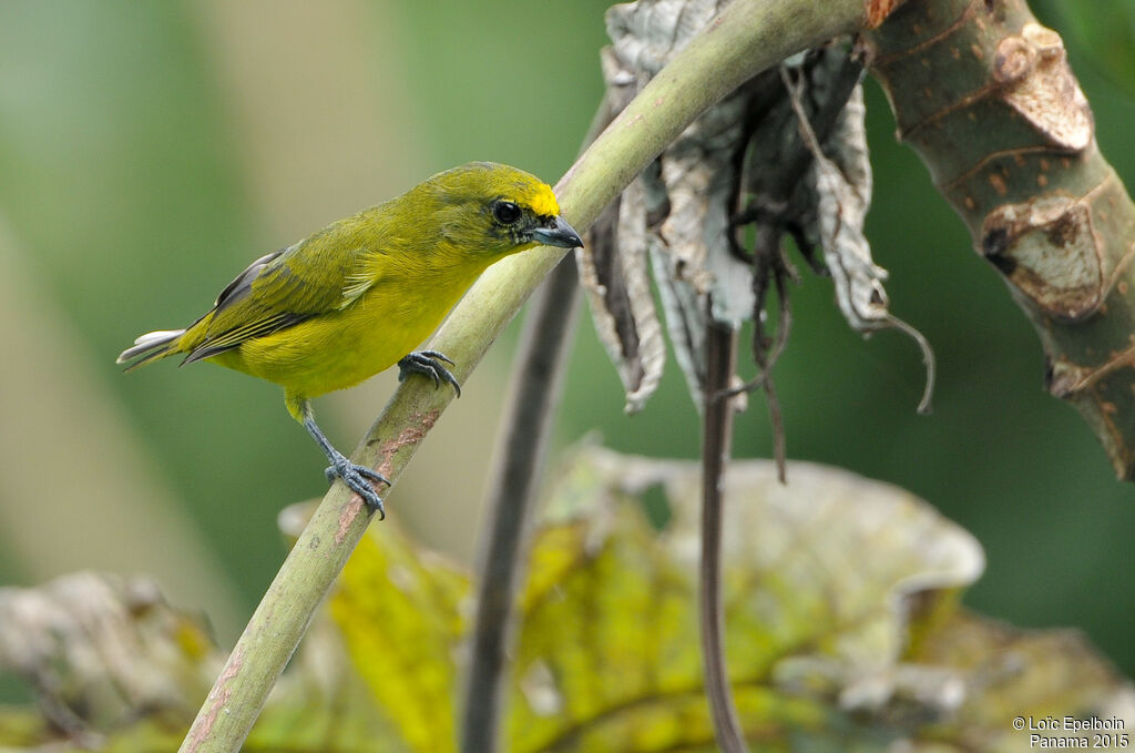 Thick-billed Euphonia