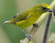 Thick-billed Euphonia