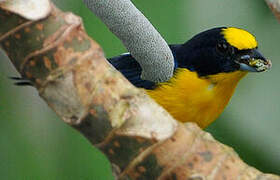 Thick-billed Euphonia