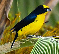 Thick-billed Euphonia