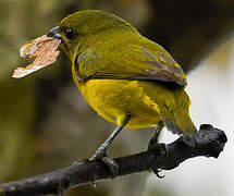 Thick-billed Euphonia