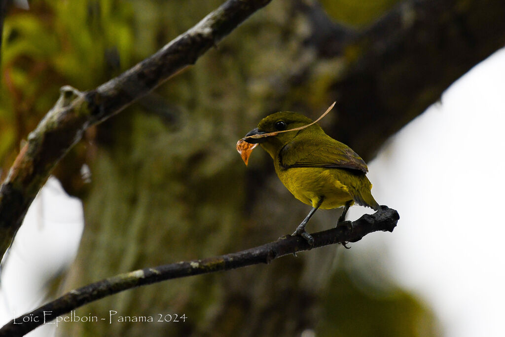 Thick-billed Euphonia