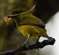 Thick-billed Euphonia