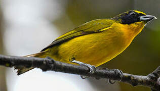 Thick-billed Euphonia