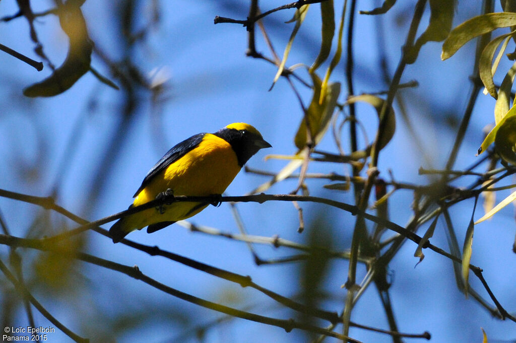 Organiste à calotte jaune