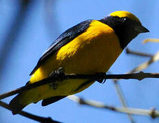 Yellow-crowned Euphonia