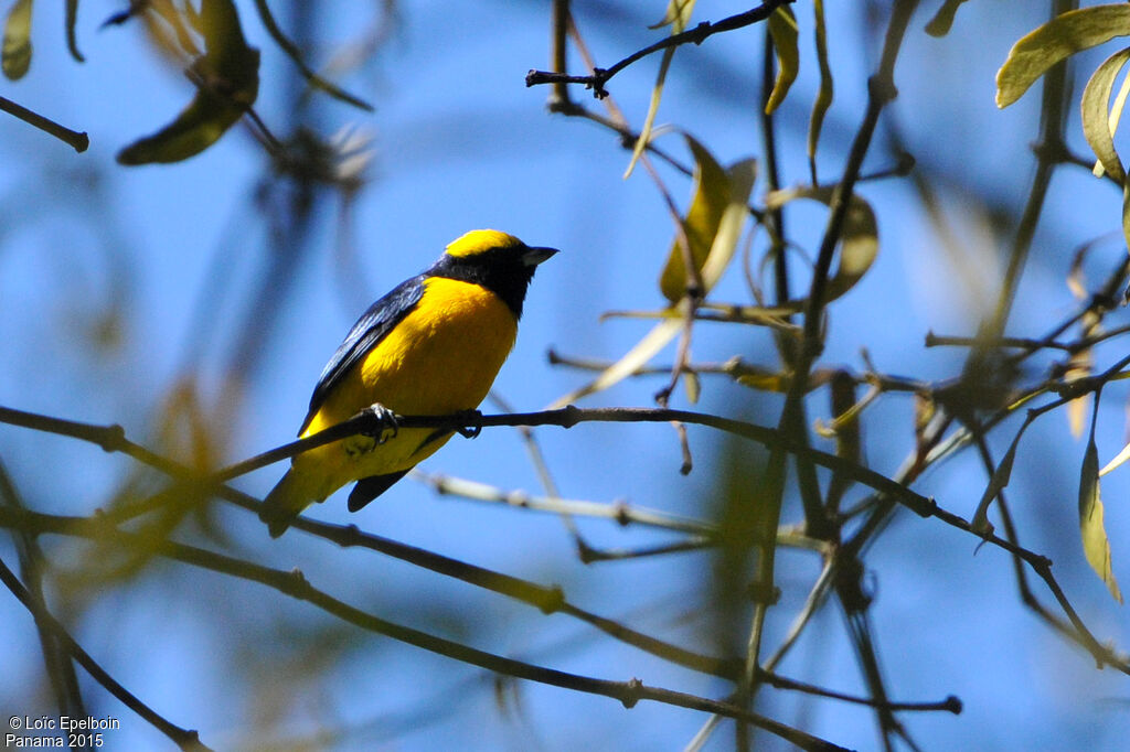 Organiste à calotte jaune