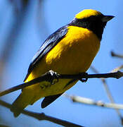 Yellow-crowned Euphonia