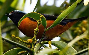 Elegant Euphonia
