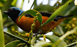 Elegant Euphonia