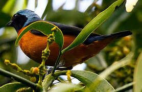 Elegant Euphonia